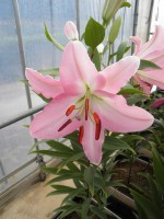 [1803 Barletta No01.JPG]